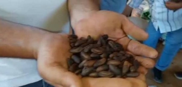 ضبطية نوي البلح